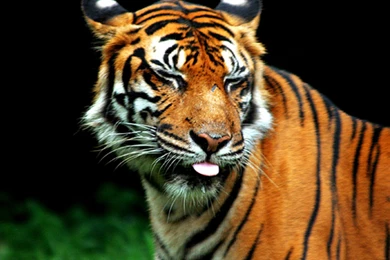 Animals Closed Eyes Feline Orange Silly Wallpapers   (