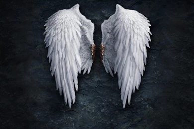 Download The Take Your Elyos Wings Wallpaper, Take Your Elyos ...