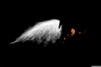 White Wings HD Desktop Wallpapers : Widescreen : High Definition ...