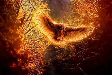 545 Owl HD Wallpapers