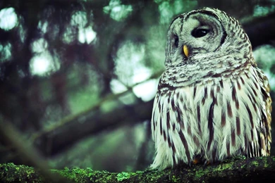 Owl Wallpapers