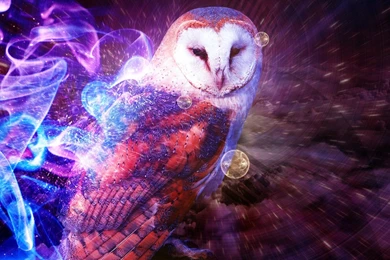 Owl Wallpapers