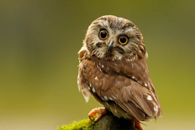 Cute Owl Wallpapers Hd 3   High Definition : Widescreen Wallpapers