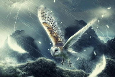 Beautiful Cool Finches – Animals Birds HD Desktop Wallpapers