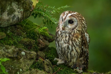 Cute Owl HD Wallpapers Free Cute Owl HD Wallpapers By Udhao.net