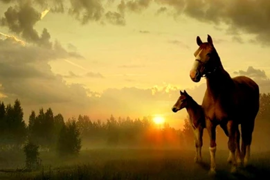 Foal Wallpapers >> Backgrounds With Quality HD