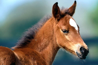 Free Wallpapers Fuzzy Was He Arabian Foal