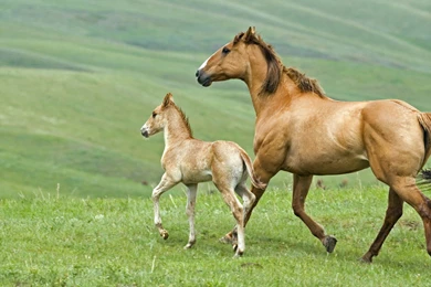 Horse And Foal On Meadow Wallpapers   Download Wallpapers Nature Free