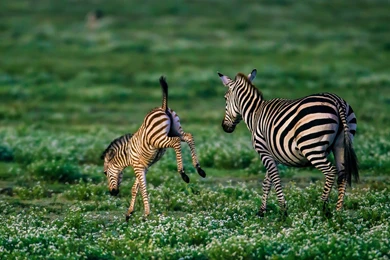 Zebra Baby Foal Wallpapers