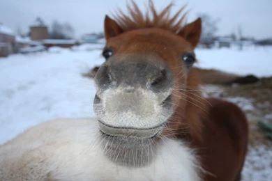 Foal Kiss Wallpapers