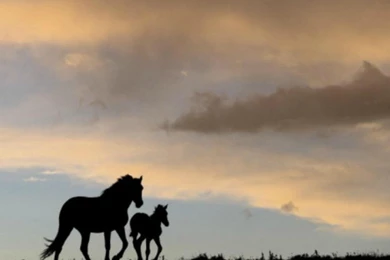 MARE AND FOAL WALLPAPER   (