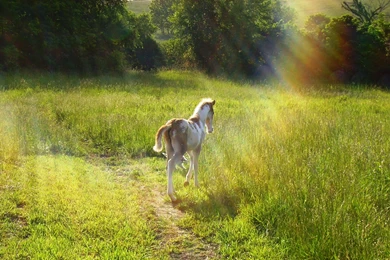 Justpict.com Horse And Foal Wallpapers