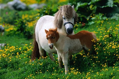 Free Wallpapers Shetland Pony Horse With Foal