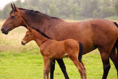 Horse And A Foal Wallpapers   Download Wallpapers Nature Free