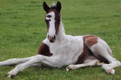 Horses Paint Foal Brown White Horse High Quality Wallpapers ...