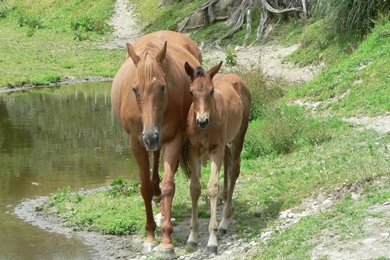 Mare And Foal Wallpapers By NarutoFanXOXO On DeviantArt