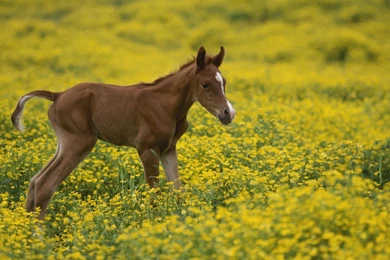 Foal Wallpapers   Animal Wallpapers