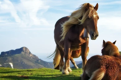 The Horse And A Foal On The Grass Wallpapers And Images ...