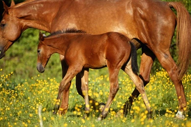 Nice Mare Foal >> HD Wallpaper, Get It Now!