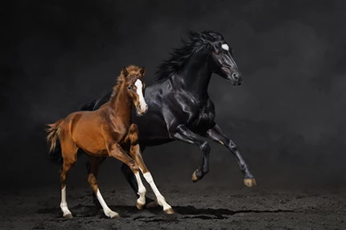 Couple Foal Horse Horse Running Dust Wallpapers
