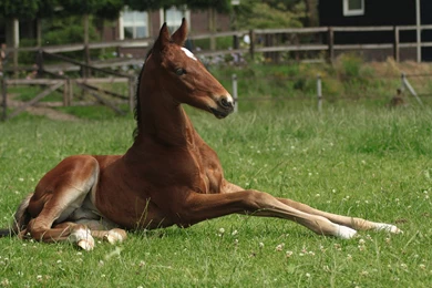 Mare And Foal Stock 1 By Colourize Stock On DeviantArt