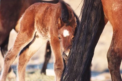 Free Wallpapers Mother And Foal Horse