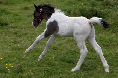 Horse And Foal By Artistic Nature On DeviantArt