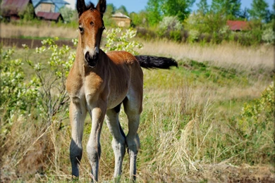 Foal Computer Wallpapers, Desktop Backgrounds