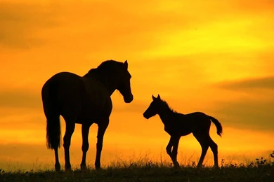 Horses: MOTHER FOAL SUNSET Animals Horses Nature WALPAPERS ...