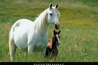 Horse Wallpapers ~ EquestrianMag