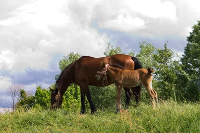 Mare And Foal Wallpapers   Animal Wallpapers