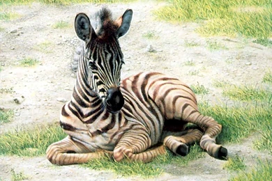 Zebras – A Cute A Day