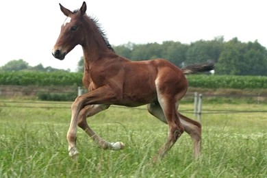 Foal Stock 126 By Bundy Stock On DeviantArt