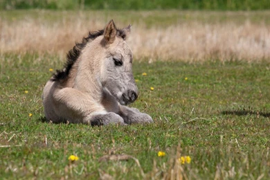 NEWBORN FOAL WALLPAPER   (