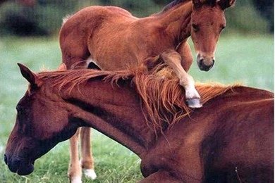 Images Of Baby Horses   Wallpapers HD Wide