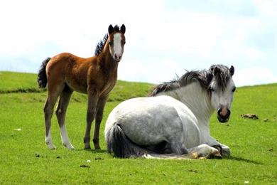 DeviantArt: More Like Semi wild Pony By Imtl