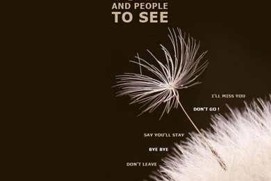 A Red Rose Iphone Wallpapers 320x480 Cellphone Hd Wallpapers Downloads