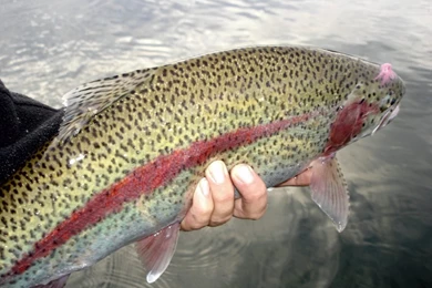 Leopard rainbow trout