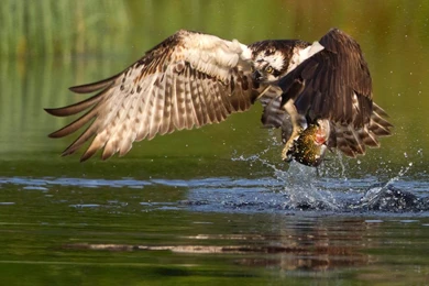 Know Your Enemy: How To Protect The Environment From Whirling ...