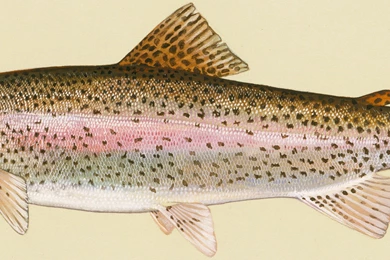 Rainbow Trout Photo And Wallpaper. Cute Rainbow Trout Pictures