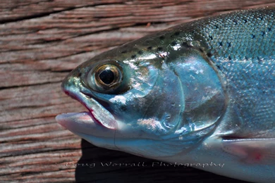 Inland Brown Trout Hamilton Ontario