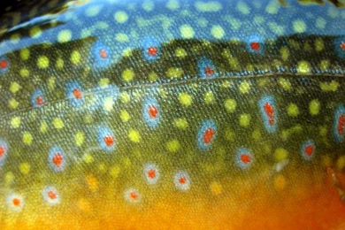 Justpict.com Rainbow Trout Skin Wallpapers