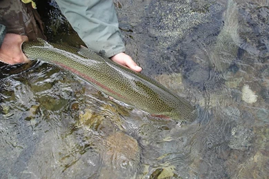 Alaska Fishing Lodge – Alaska Sportsman's Lodges