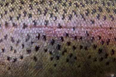 Bryanlikestofish: Fish Skins   First Installment