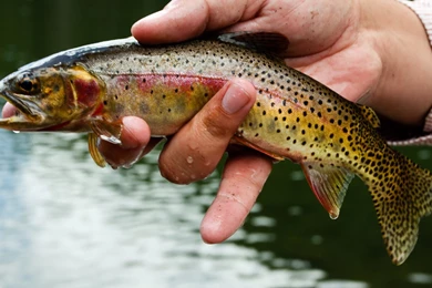 2560x1440 Fishing, Trout, Fish, River Fishing, Hand, Rainbow Trout ...
