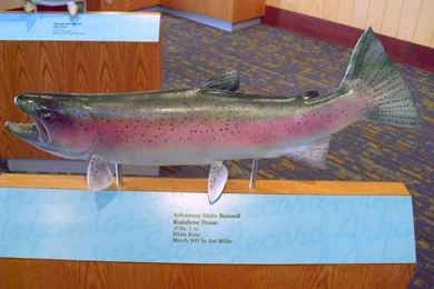 The Rogue Outdoors: White River