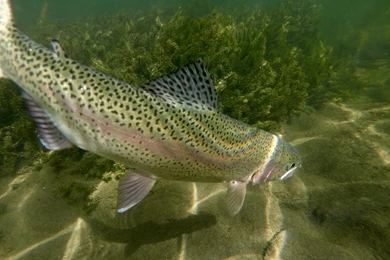 Erik's Fly Fishing Blog: A Friend From France: Day 2