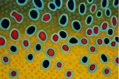 Maruia Brown Trout Skin Art For Wall Art In Cabin