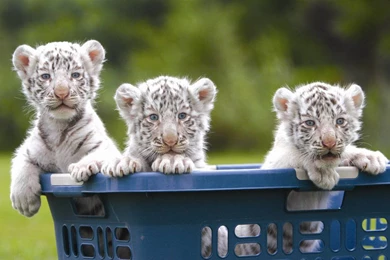 We Got White Tiger,Cheetah And Lion Cubs For Sale With Papers ...