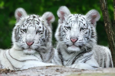 Jestingstock.com Snow Tiger Cubs Wallpapers